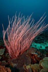 Soft coral swaying in the current! This was taken at abou... by Danielle Caceres-Bricheno 